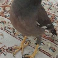  مینا م گمشده