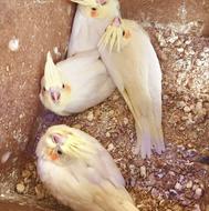 جوجه عروس هلندی
