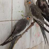 جوجه عروس هلندی طوسی