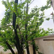 فروش کاکتوس افوربیا