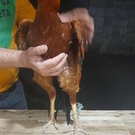 خروس لاری بزرگ درشت یک ساله