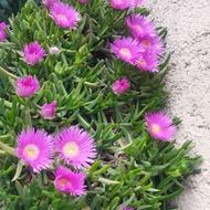 خدمات گیاهپزشکی و باغبانی