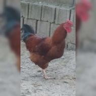 خروس بالغ یک ساله