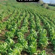 فروش کاهو کیاپی
