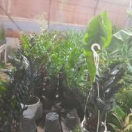کلیه خدمات باغبانی وفضای سبز