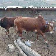 دوتا گاو نر. گاو ماده با گوساله ماده
