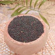 فروش عمده کلزا روغن گیری