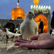 تور ریلی مشهد مقدس