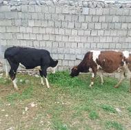 گاو و گوساله چاق چاق