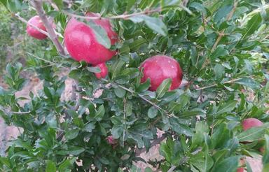 ویلا باغ صحرای چغاد