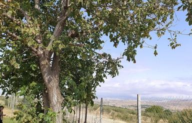 فروش 1500 متر باغ اهر روستای گرنگاه
