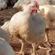 مرغ گوشتی ارگانیک