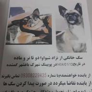 سگ گمشده دو عدد