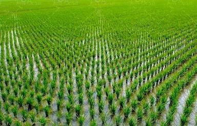 زمین کشاورزی شالیزاری