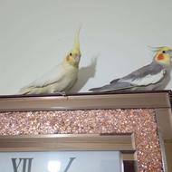 عروس هلندی با قفس بزرگ