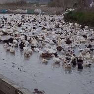 فروش اردک زنده