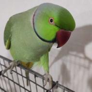 طوطی ملنگو گم شده