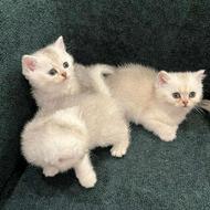 سایت اصلی گربه اسکاتیش در تهران