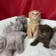 فروش گربه در غرب تهران