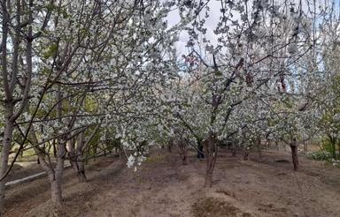 باغ درختی با درختان مستمر