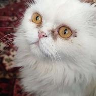 گربه پرشین مهربون