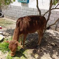 گاو ماده فروش فوری