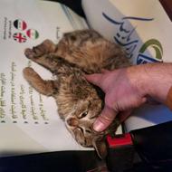 گربه واکذاری