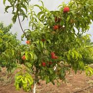 فروش باغ 1000 متری