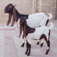 فروش دو عدد بز گلابی و پاکستانی