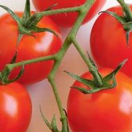 فروش خیار و گوجه