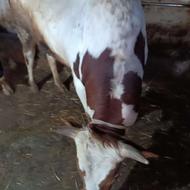 فروش گوساله نر