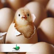 تخم مرغ نطفه دار مرغ محلی نژاد گلپایگانی