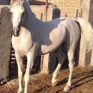 اسب دوسر مصری عرب