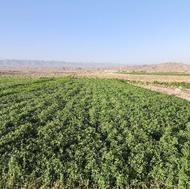 زدن علف باغ شما وغیره..