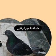 کبوتر زاغ گم شود فوری