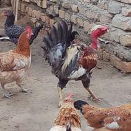 خروس گردن لوچ دورگه