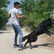آموزش و تربیت سگ