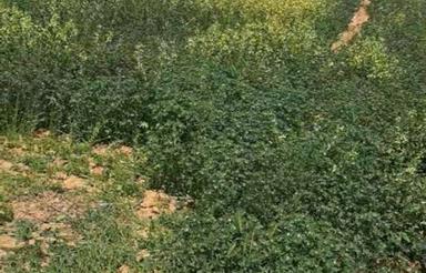 5جریب شنبهلیله بسیار عالی مناسب برای خشک کردن وفروش عطاریها