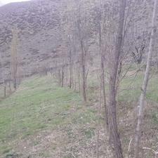 زمین کشاورزی 2800 متری ییلاقی شیخ محله