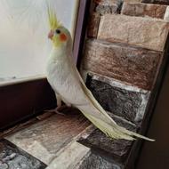 عروس هلندی جوجه وبالغ