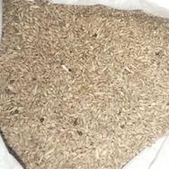 فروش گندم محلی