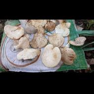قارچ تازه چیده