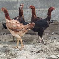 مرغ لاری اصیل