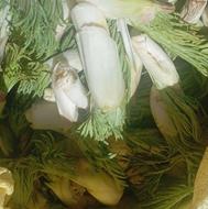 کنگر گیاهی توناج بالا
