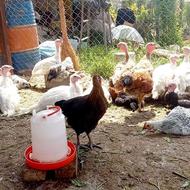 فروش نیمچه بوقلمون از تیره و نژاد بیوتی بربن برنز3 ماهه