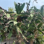 میوه انجیر خاردار