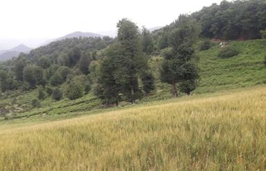 زمین فروشی