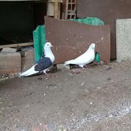 دوعدد کبوتر گم شده