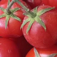 رب خانگی تازه ازگوجه های مرغوب