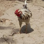 فروش مرغ و خروس گلین